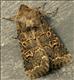 2177 (73.252) Hedge Rustic